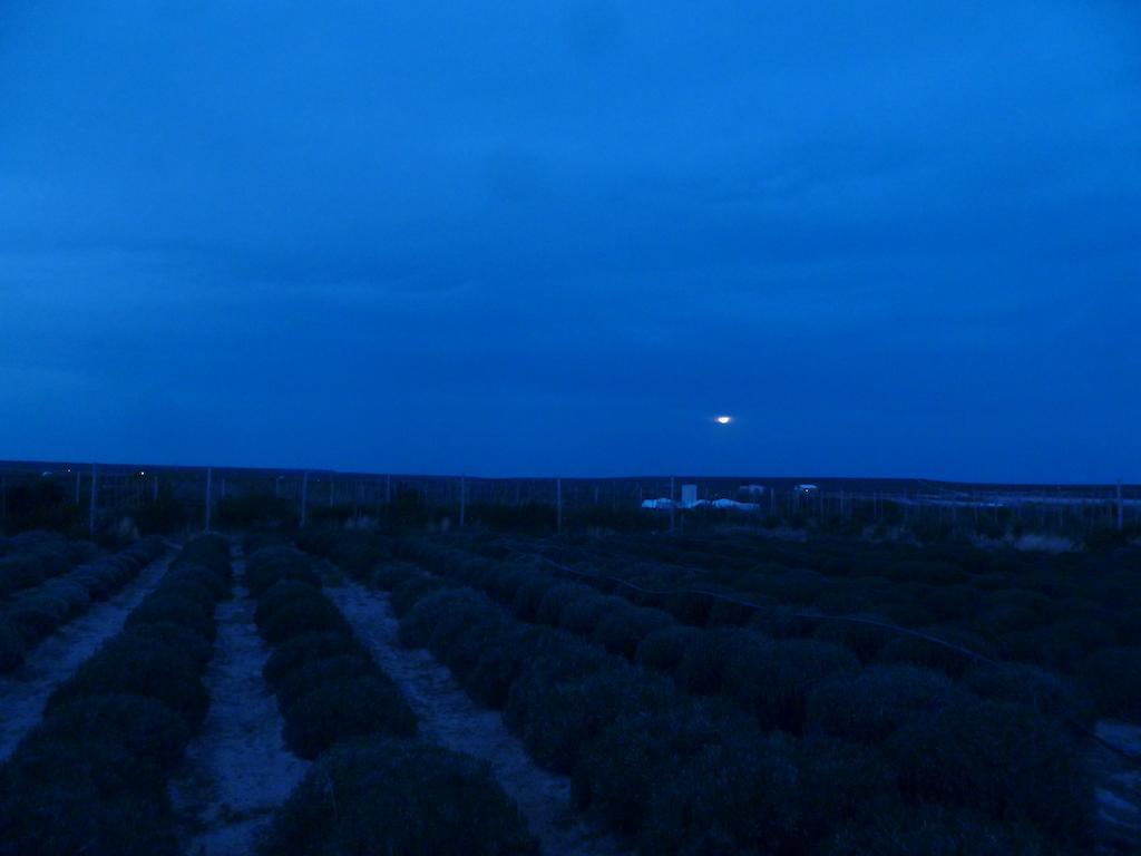 Willa La Calandria Casa De Campo Puerto Madryn Zewnętrze zdjęcie